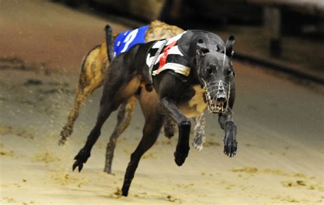 yarmouth greyhounds results